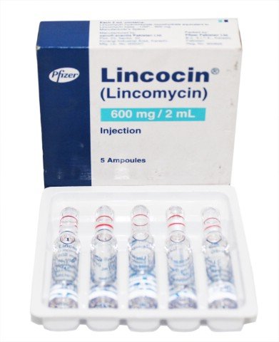 Lincocin Inj 600mg 5Ampx2ml